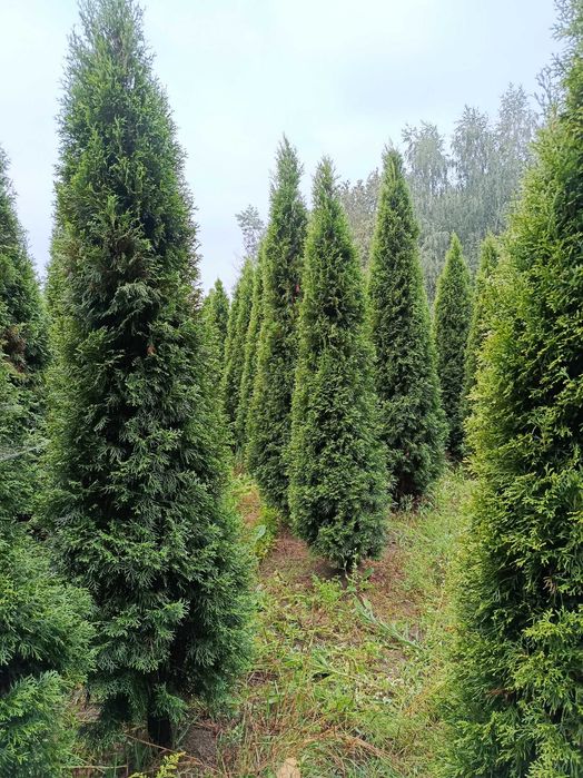 Tuja szmaragd 180-200cm / 25zł
