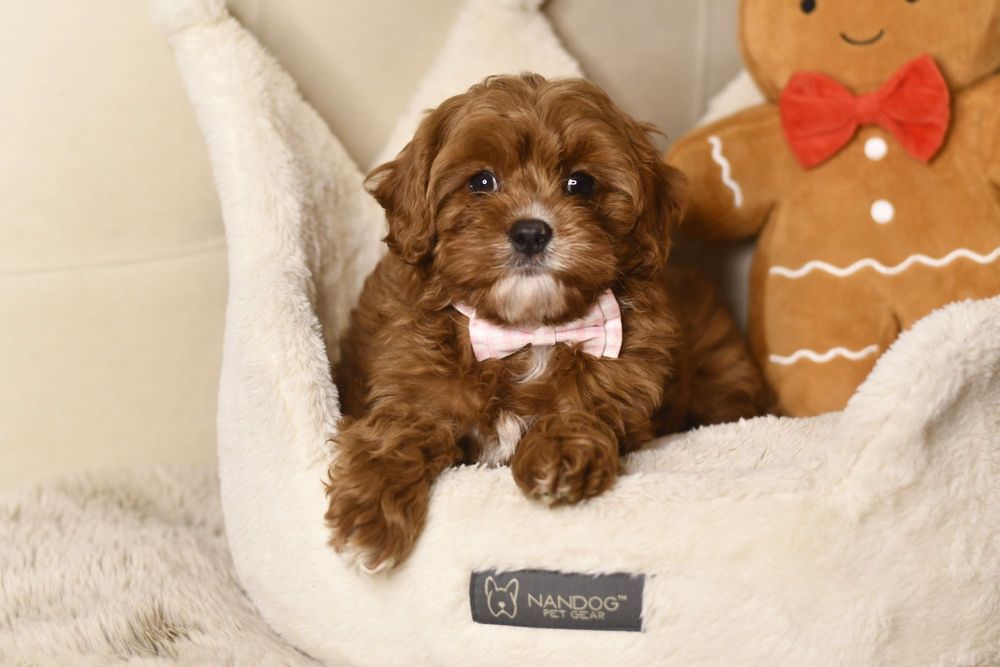 Cavapoo F1 RED BROWN wyjątkowa dziewczynka gotowa do odbioru Warszawa ...