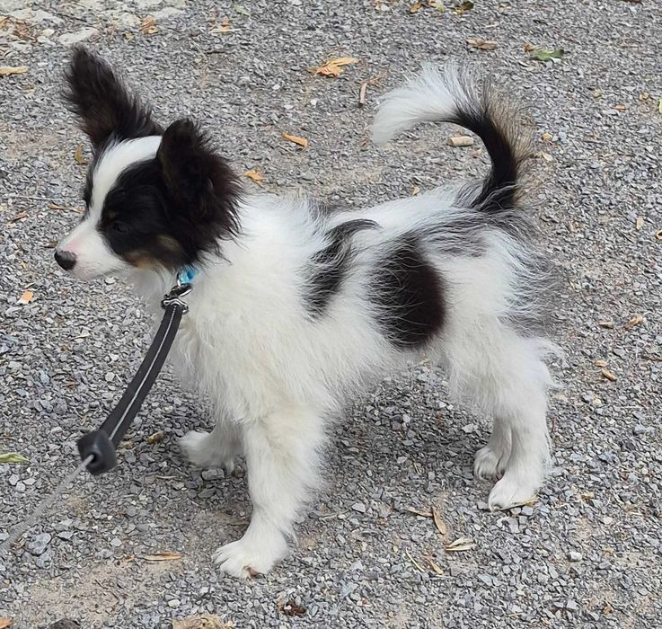 Papillon piesek tricolor ZKwP/FCI