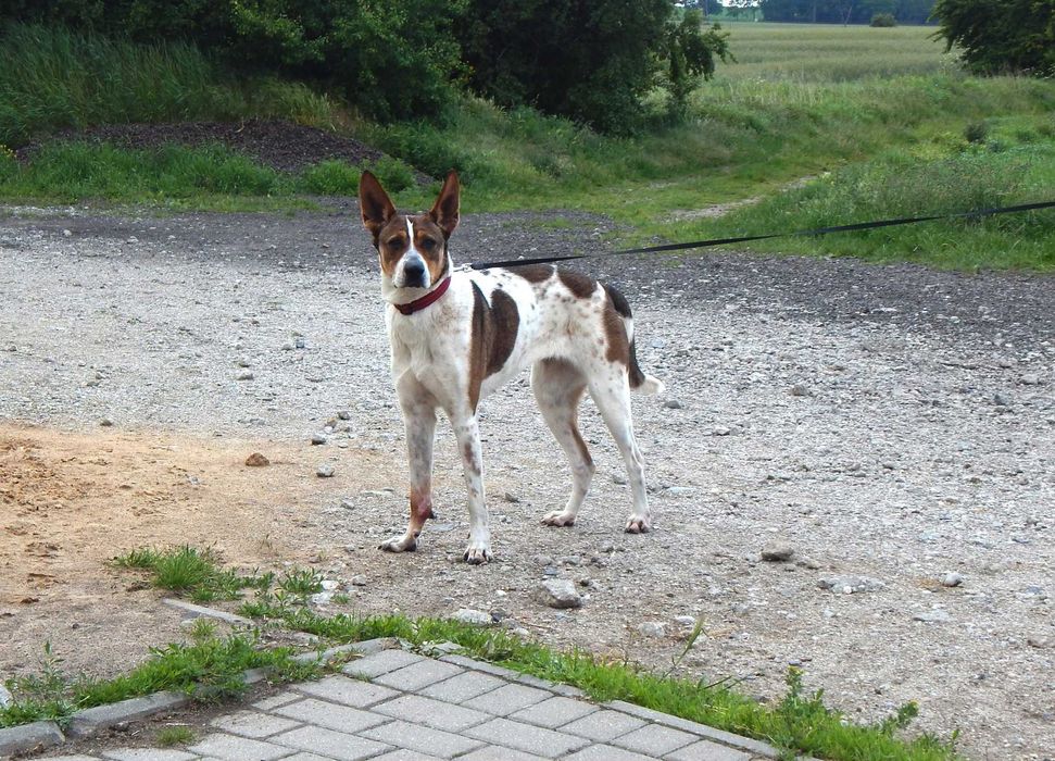 Furia szuka domu.