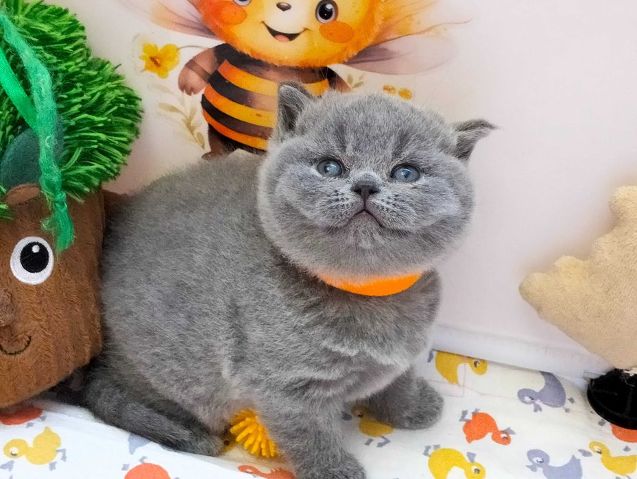 Słodka koteczka  Rodowód Międzynarodowy