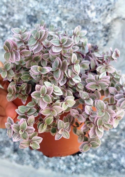 Planta Callisia repens 'Pink Lady'