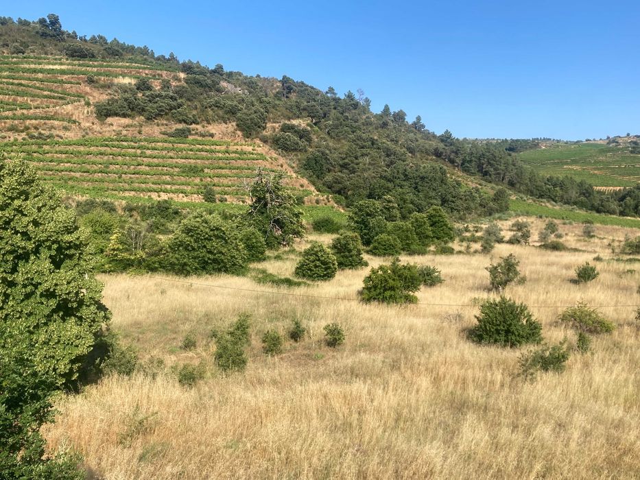 Quinta com vinha com benefício na região do Douro
