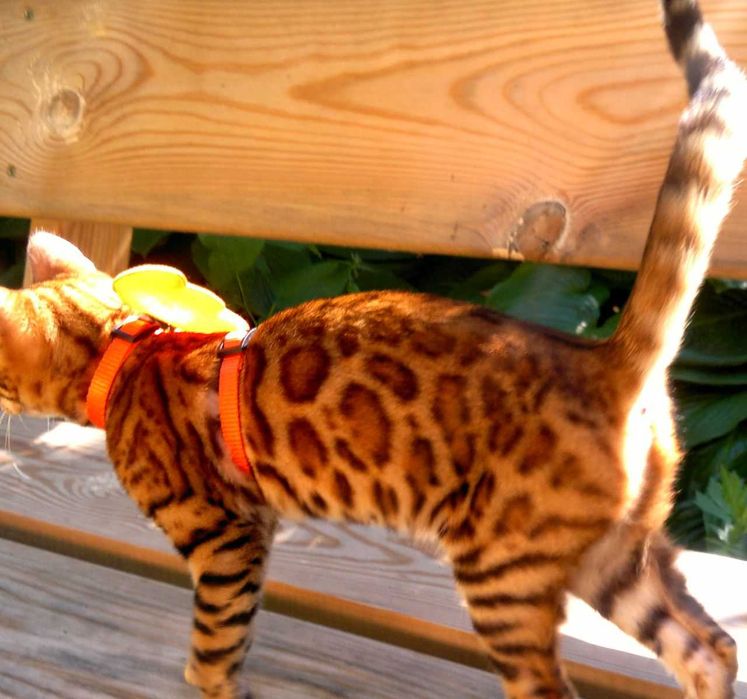 Яскраві бенгалочки в червоному. Документи WCF