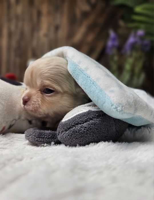 Chihuahua śliczny malutki chłopczyk