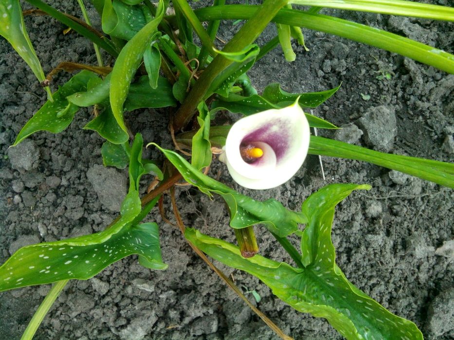 Калла цветущаяся . ( и луковицы.)