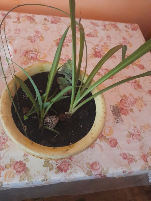 Продаються вазони різні