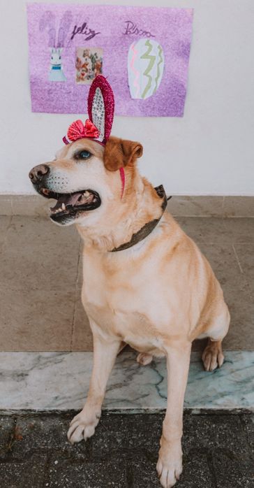 Cruzado de labrador muito sensivel e sossegado