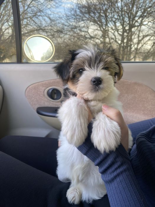 Красунчик Бівер йорк хлопчики