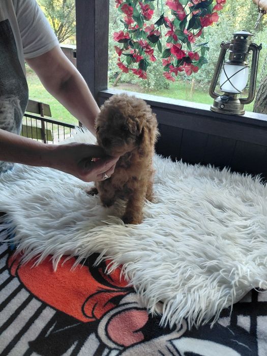 Maltipoo - suczka red