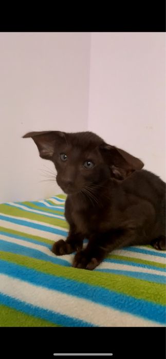 Орієнтальне екстремальне шоколадне кошеня. Ориентал