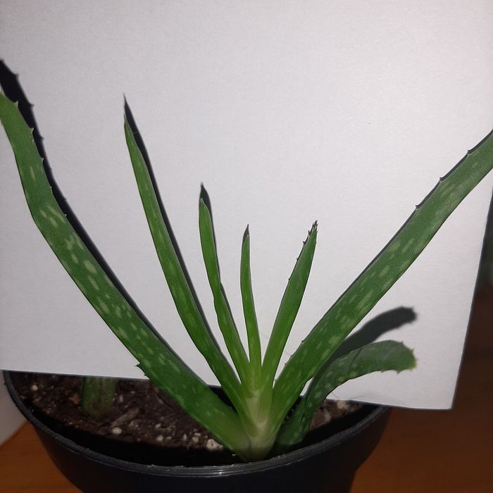 Aloes, haworthia, Gasteria różne