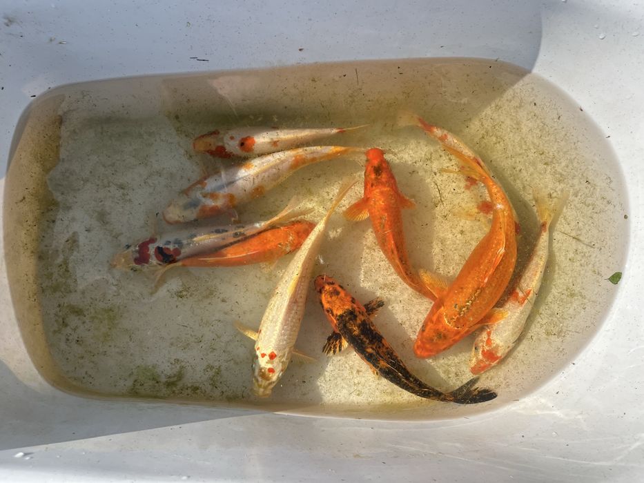 Карпы кои малек и подростки 25-30 см наличие уточнять по телефону