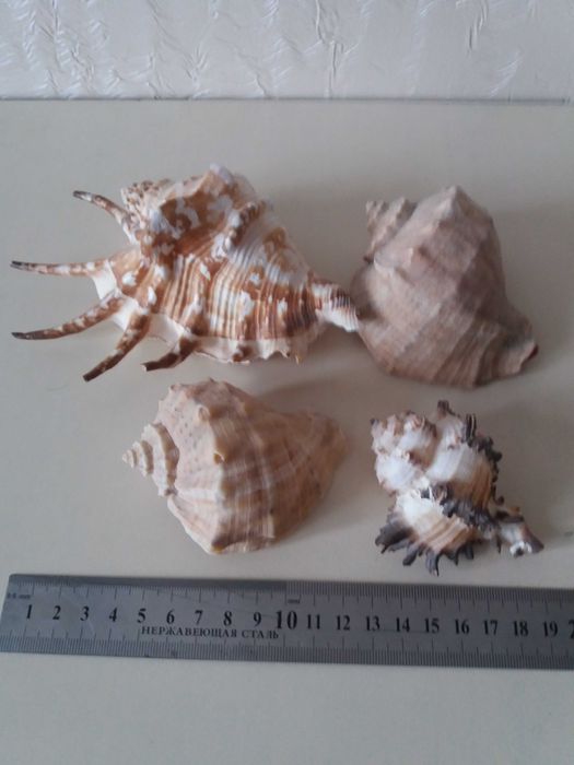 Ракушки для аквариума.