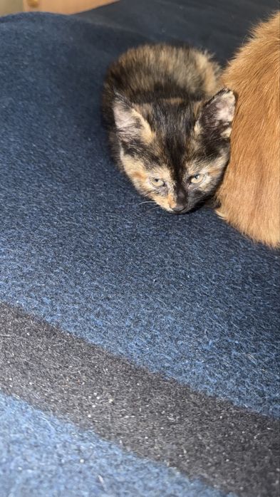 Віддамо кошенят ))