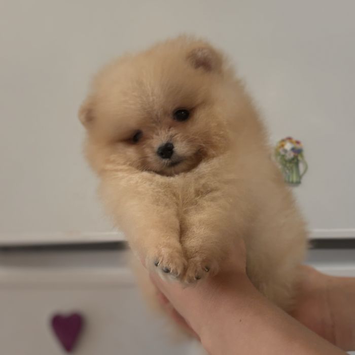 ляльковий ведмедик шоу классу