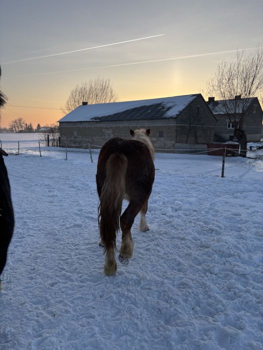 Sprzedam klacz.     ,