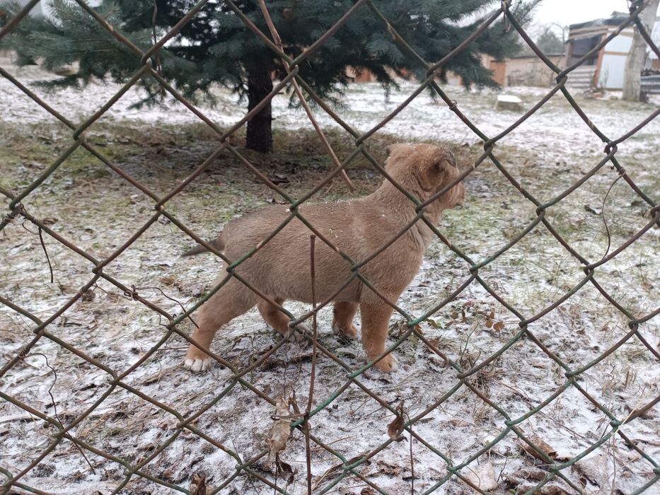 Віддам у добрі руки цуценят