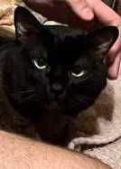 Тонкинез Зевс. Вязка. Порода кошки не принципиально