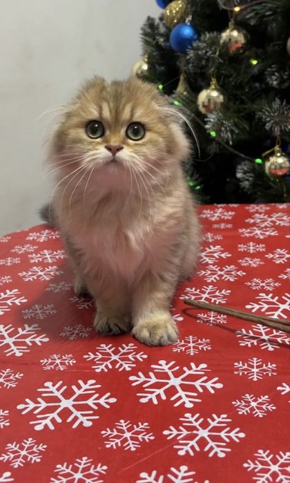 Золота шиншила Scottish fold дівчинка