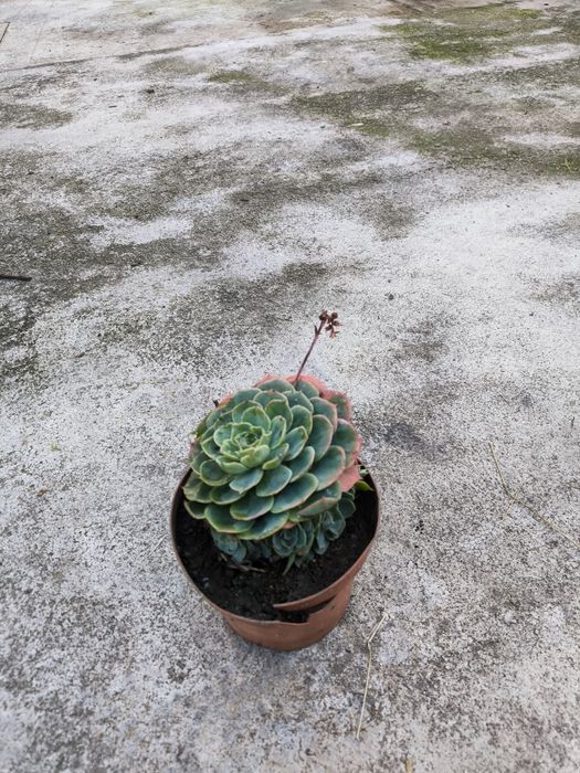 Planta suculenta echeveria