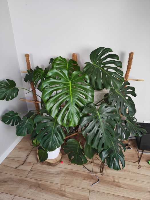 Monstera roślina domowa