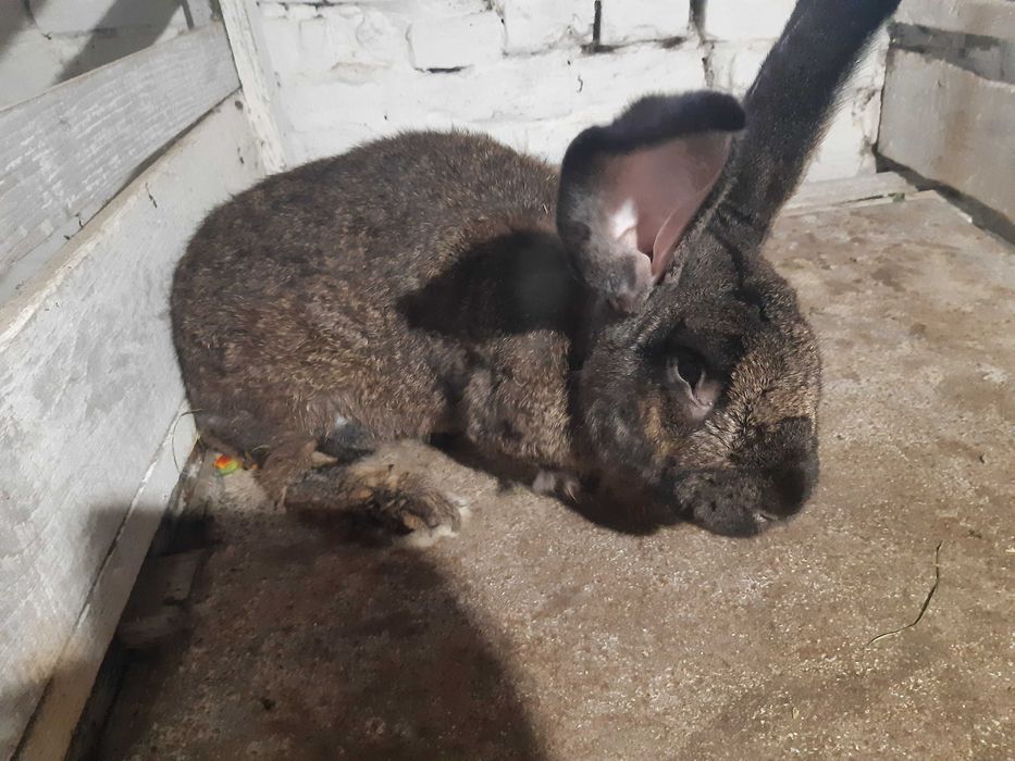 Кролі.Мясо кроля.Кролятина Кролі Шиншила