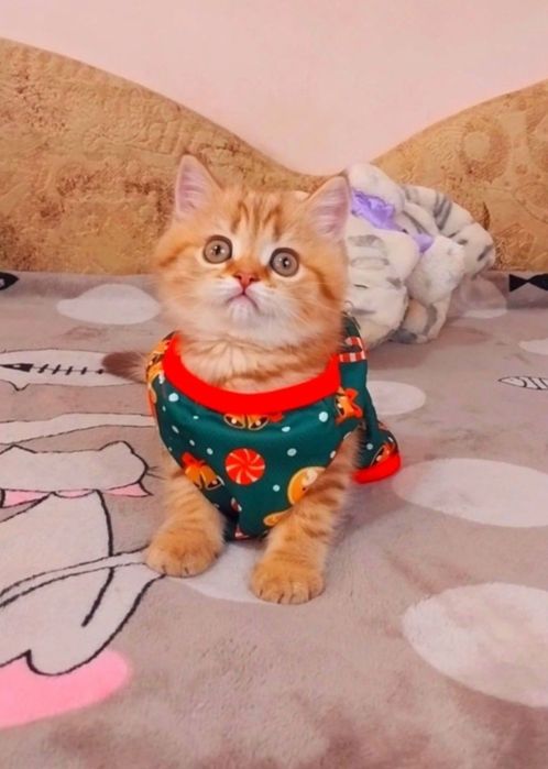 Золота шиншила таббі дівчинка красунечка