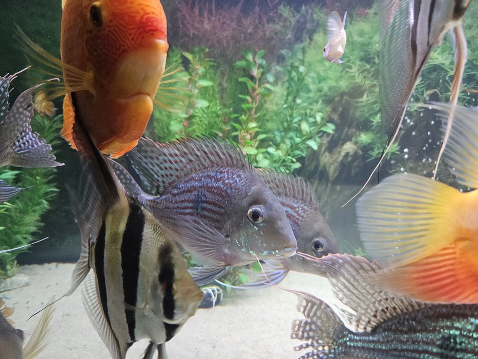 Zoemiojad Sveni Geophagus sveni⁸