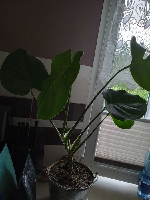 Monstera w wiaderku