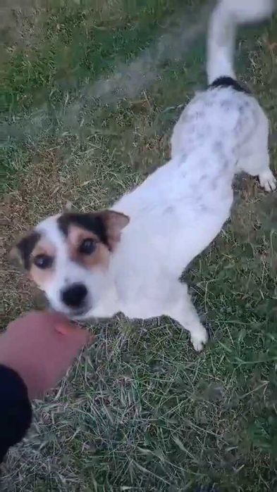 Пес кастрирован, можем привезти! Беляевка