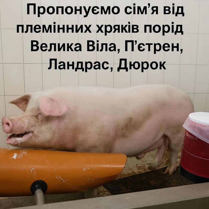 Спермодози від мʼясних порід Пʼетрен,Дюрок,Ландрас,Велика Біла