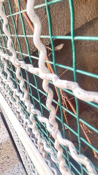 Varias Aves ……..