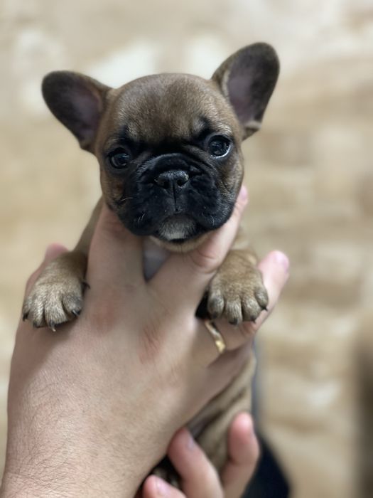 Руда дівчинка, французький бульдог