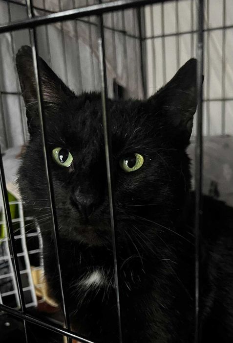 Kot Zodiak poleca się do adopcji