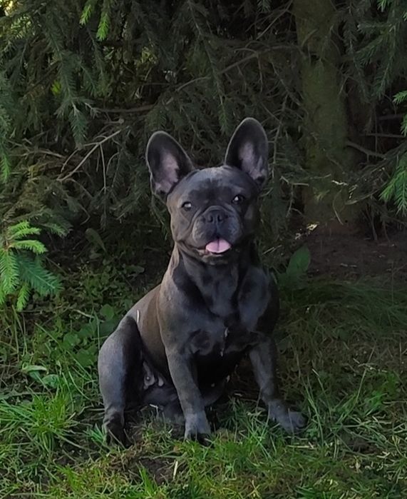 Rezerwacja Buldog francuski szczeniak