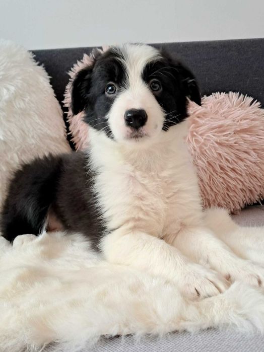 Urocza suczka Border Collie.  Fifa