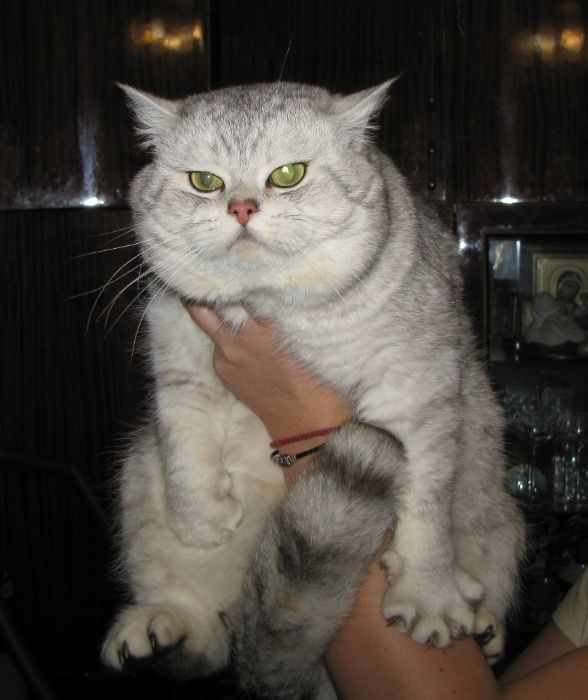 Зеленоглазый серебристый приглашает