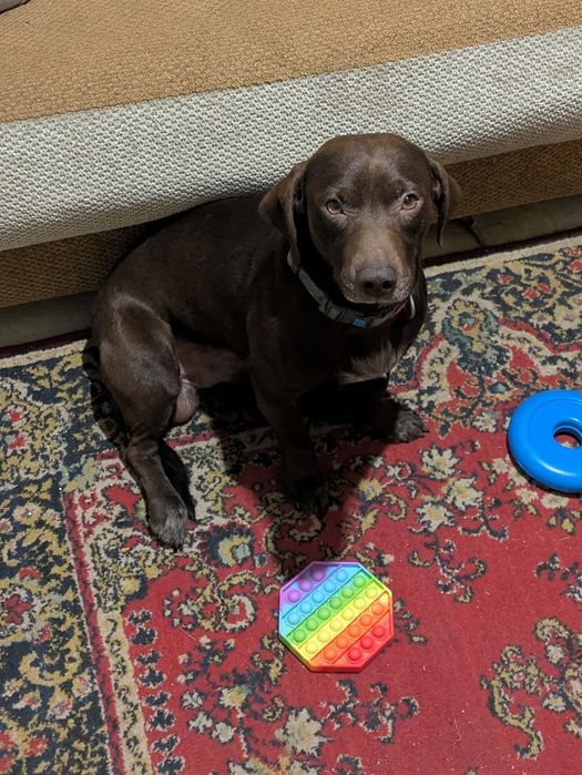 Віддам цуценя у добрі руки