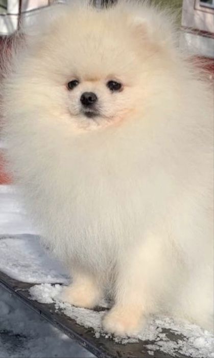 Білосніжний міні хлопчик померанський шпіц