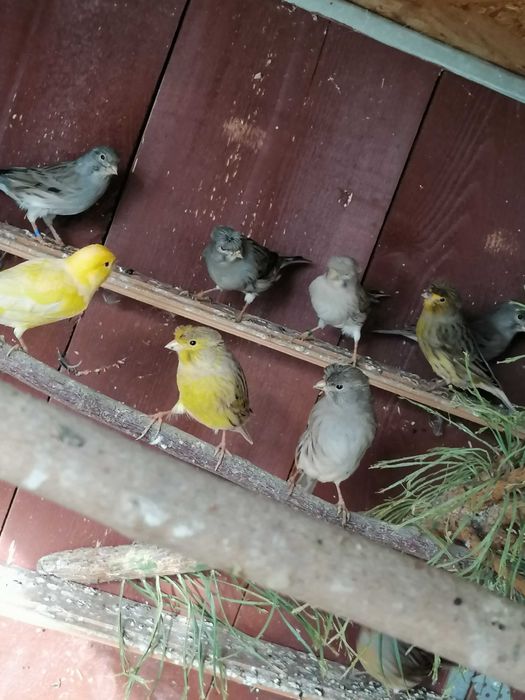 Sprzedam kanarki z woliery zew.