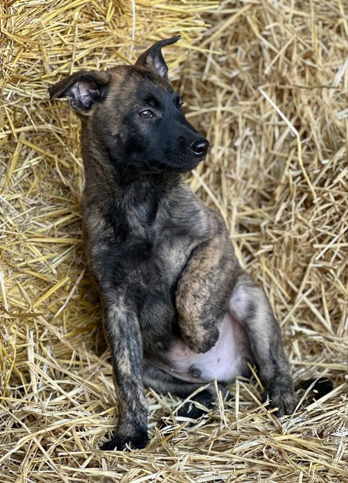 Пацан! Голландская овчарка!