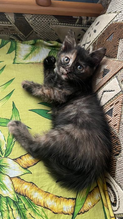 Кошенята Безкоштовно