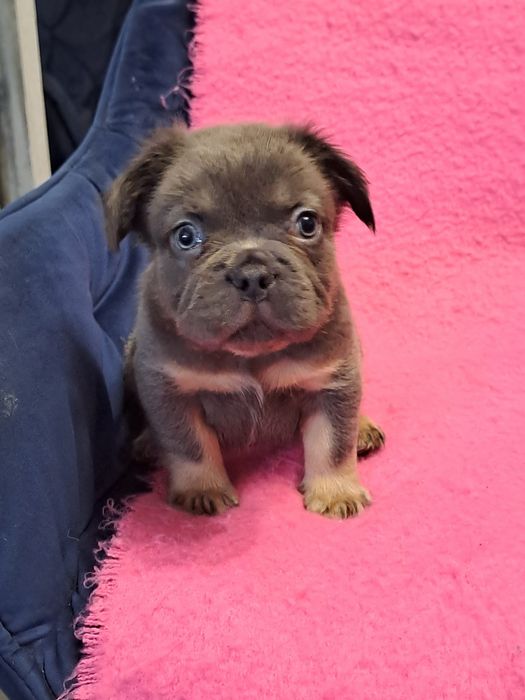 Szczeniak buldog francuski piesek blue tan flufy