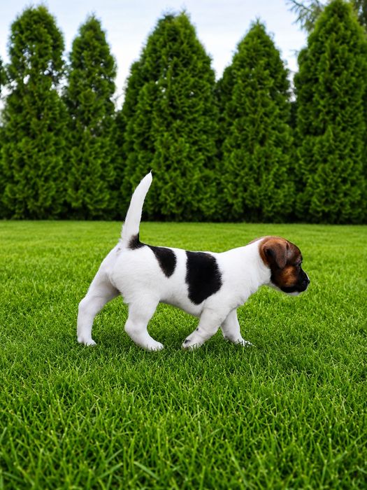 Piesek Jack Russell Terrier