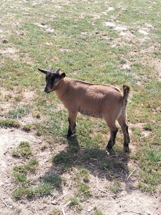Vendo cabras anãs