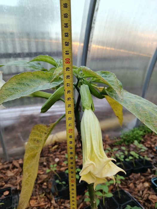 Datura brugmasia 80cm