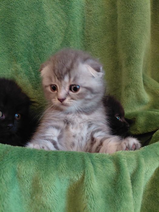 Шотландські кошенята