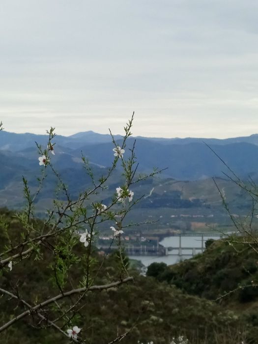 Vendo casa em sequeiros Moncorvo