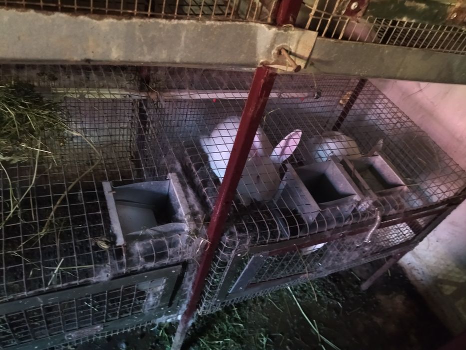 Кролі породи термонці